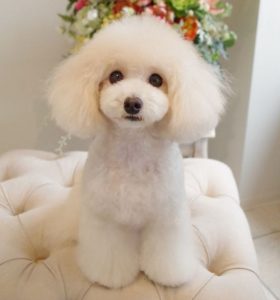 Chó Poodle trắng