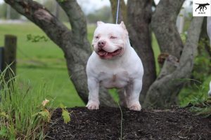 Chó pitbull ngoại hình và tính cách