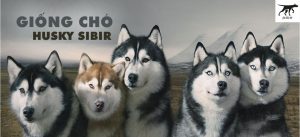 giá chó Husky thuần chủng