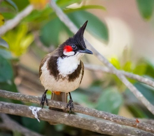 Chim Hoành Hoạch: Đặc điểm, phân loại và cách nuôi