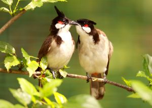 Tiếng Chim Chào Mào Núi Gọi Bầy Siêu Nhạy 2021 - Hội Chim Trời - YouTube