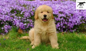 Một chú chó Golden Retriever được coi là thuần chủng