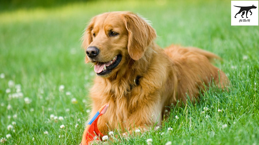 Chó Golden Retriever thuần chủng có khôn không và có bị rụng lông không
