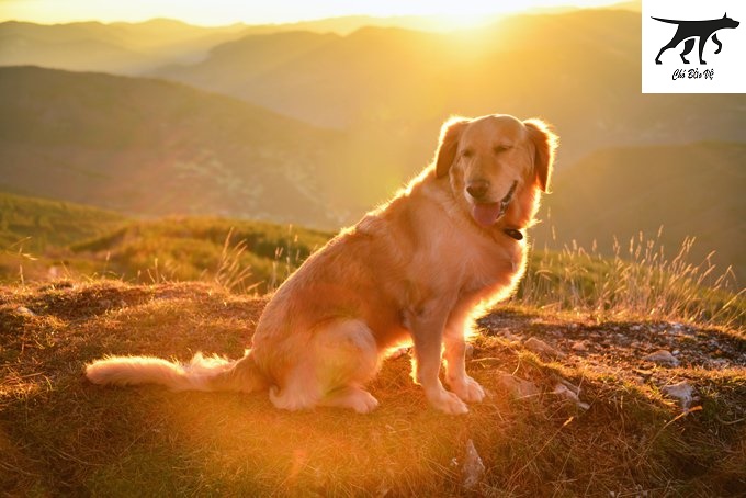 Tìm hiểu thông tin đặc điểm tính cách của chó Golden Retriever thuần chủng